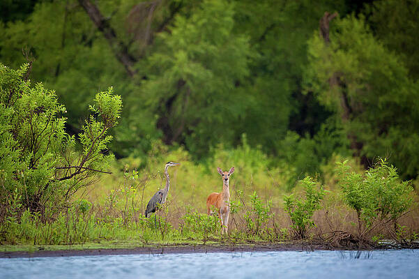 Wall Art featuring the photograph Great Blue And The Whitetail by Jeff Phillippi