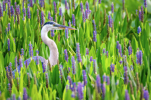 Blue Photograph - Great Blue Heron by David Hart