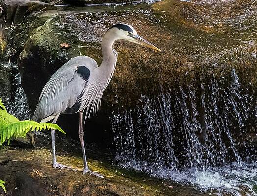 Nature Wall Art featuring the photograph Great Blue Heron by Ed Clark