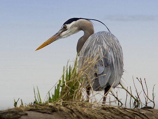 Nature Photograph - Great Blue Heron Ready To Strike by Jean Noren