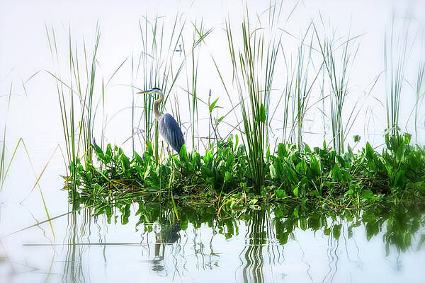 Sunrise Photograph - Great Blue On Green Island by Ghostwinds Photography