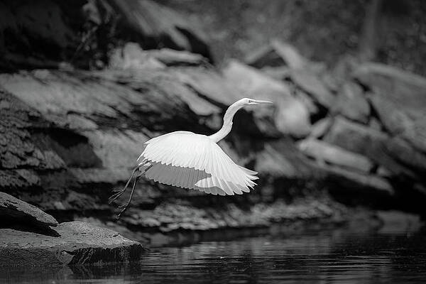 Wall Art featuring the photograph Great Egret Inflight by Jeff Phillippi