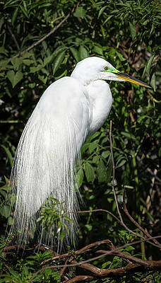 Bird Wall Art featuring the photograph Great Egret Portrait One by Steven Sparks