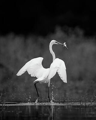 Wall Art featuring the photograph Great Egret With Two Fish by Jeff Phillippi