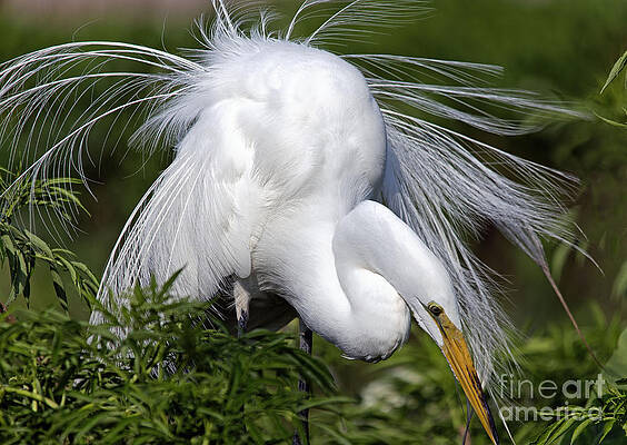 Wall Art featuring the photograph Great White Egret Displaying Plumage by Mary Lou Chmura