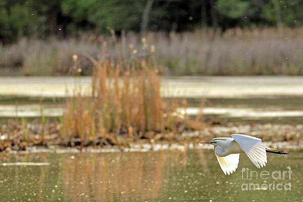 Marsh Photograph - Great White Heron Over The Lake by Natural Focal Point Photography