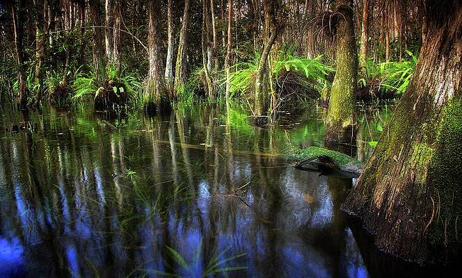 Florida Wall Art featuring the photograph Green by Alberto Audisio