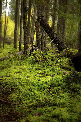 Wall Art featuring the photograph Green Carpet by Alberto Audisio