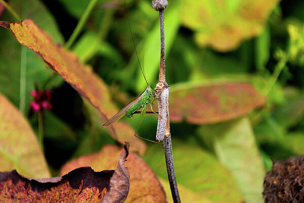 Wild Photograph - Green Conehead Cricket Holding Twig by Scott Lyons