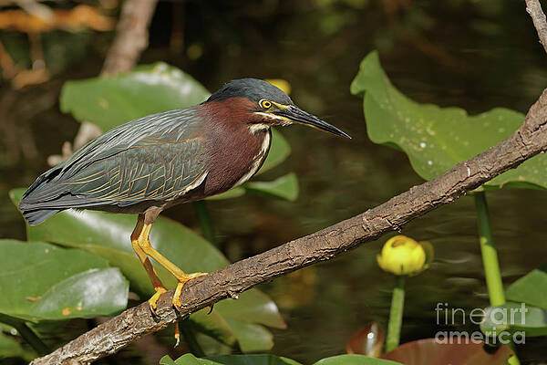 Marsh Photograph - Green Heron On The Glades by Natural Focal Point Photography