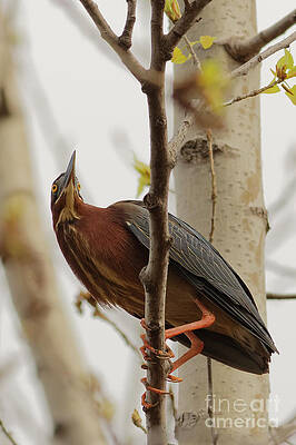 Minnesota Photograph - Green Heron On Wood Lake by Natural Focal Point Photography