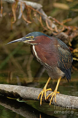 Marsh Photograph - Green Heron Over Everglades Pond by Natural Focal Point Photography