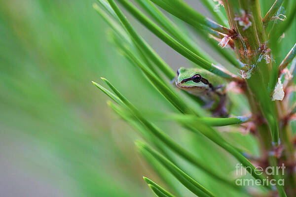 Oregon Photograph - Green Pacific Tree Frog by Bruce Block
