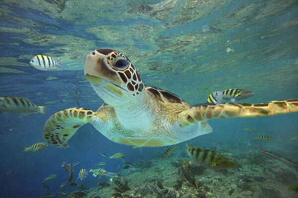 Green Sea Turtle Swimming by Tim Fitzharris