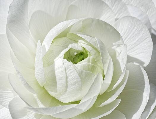 Wall Art featuring the photograph Green Secrets - Ranunculus by KJ Swan