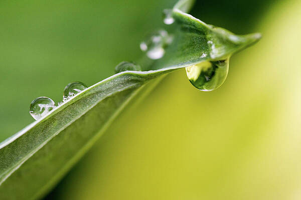 Wall Art featuring the photograph Green Yellow Rain Drops by Crystal Wightman