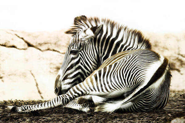 Resting Zebra in the Sun Wall Art