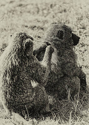 Wall Art featuring the photograph Grooming by Al Poullis