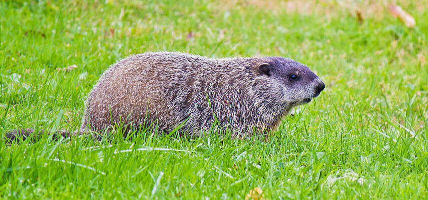 Wildlife Wall Art featuring the photograph Groundhog by Jonny D