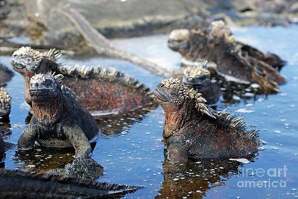 Animal Wall Art featuring the photograph Group Of Marine Iguana by Sami Sarkis Photography