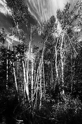 Tree Wall Art featuring the photograph Grow Together by Al Poullis