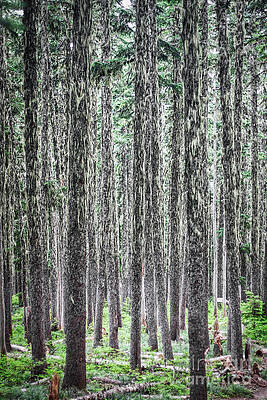 Oregon Photograph - Hairy Forest by Bruce Block