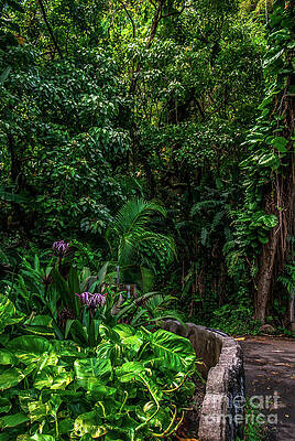 Wall Art featuring the photograph Hana Highway Maui Hawaii by Blake Webster