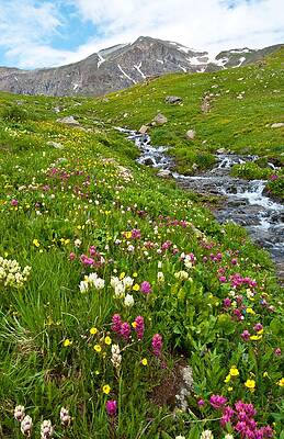 Sky Wall Art featuring the photograph Handie's Peak And Alpine Meadow by Cascade Colors