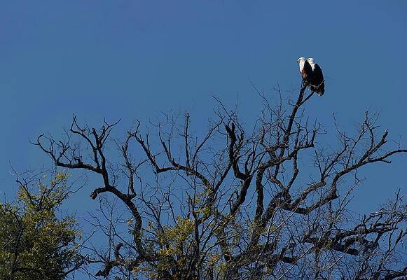 Wildlife Wall Art featuring the photograph Harmony Of Chobe by Robert Grac
