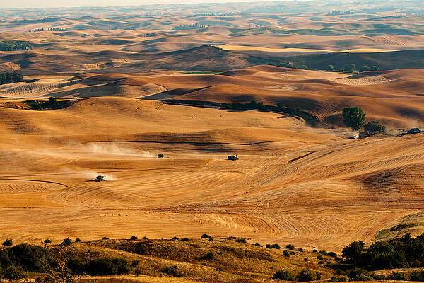 Vast Golden Rolling Hills Photograph