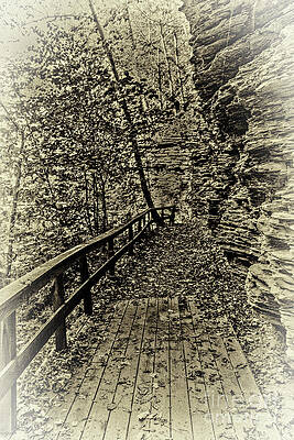Fall Photograph - Havana Pathway In Sepia by William Norton