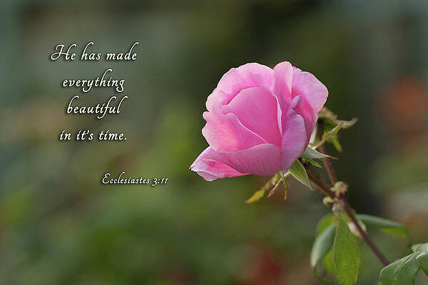 Flower Photograph - He Has Made by Mary Jo Allen