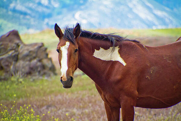 Flower Photograph - Paint Wild Mustang Mare In Spring Wildflowers by Waterdancer