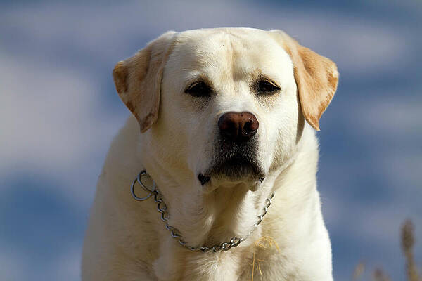 Animal Photograph - Head Shot Yellow Labrador Retriever by Waterdancer