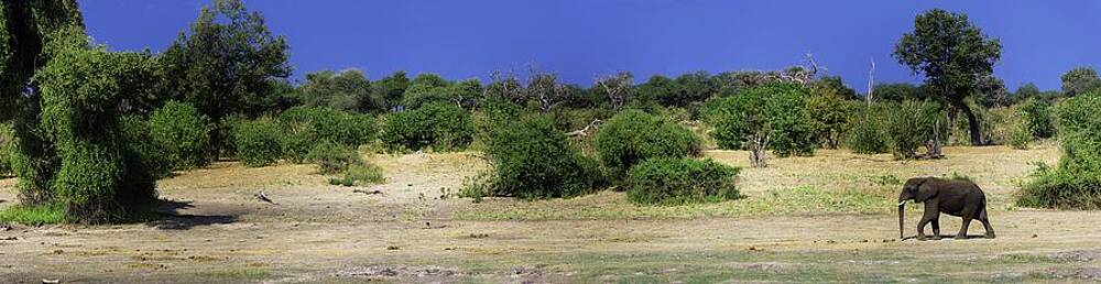 Wildlife Wall Art featuring the photograph Heart Of Wildlife by Robert Grac