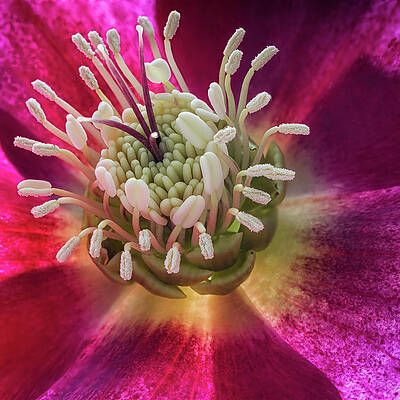 Spring Wall Art featuring the photograph Hellebore Center by Shirley Mitchell
