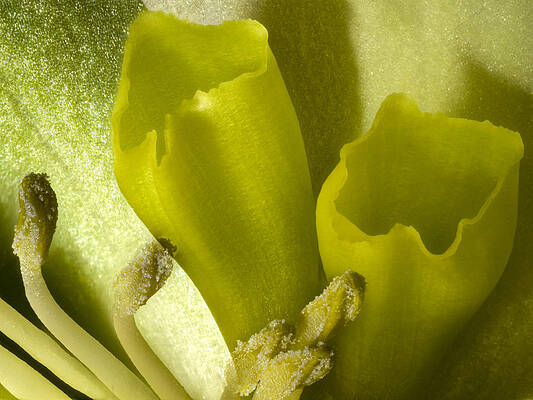 Beautiful Photograph - Hellebore Close Up by Jean Noren