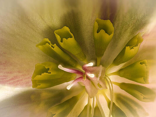 Beautiful Photograph - Hellebore Closeup by Jean Noren