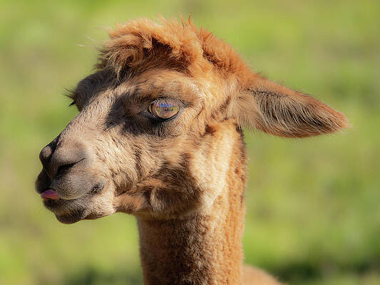 Photograph - Hello Darling by Jeremy Holton