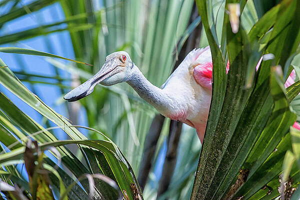 Florida Wall Art featuring the photograph Hello by Ghostwinds Photography