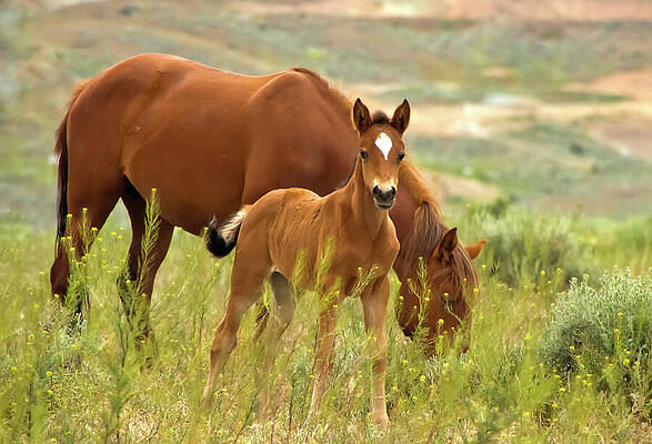 Wildlife Wall Art featuring the photograph Sorrel Wild Mustang Foal And Grazing Mare by Waterdancer