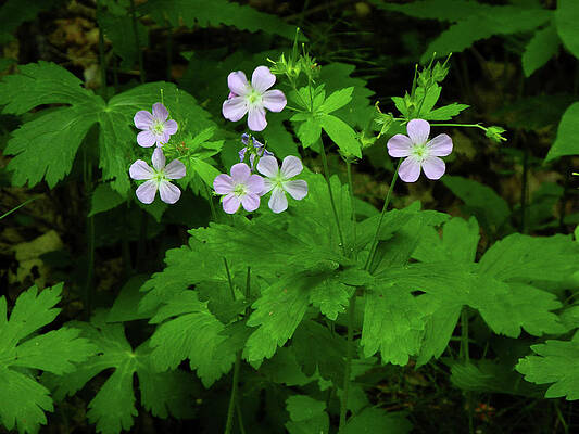 Wall Art featuring the photograph Herb Robert On The MA AT by Raymond Salani III