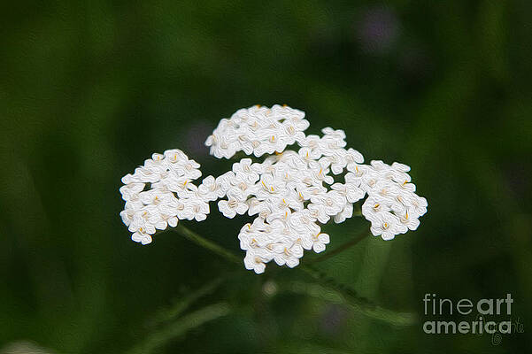 Wall Art featuring the photograph Herbal Excursions Methow Valley Flowers By Omashte by Omaste Witkowski