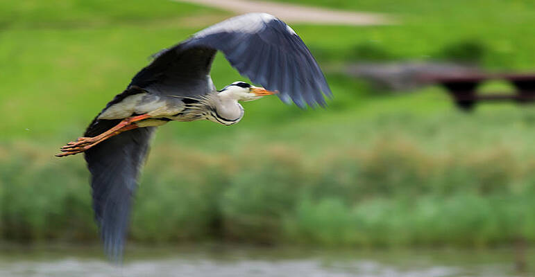 Wild Photograph - Heron Flying Turning In Flight by Scott Lyons