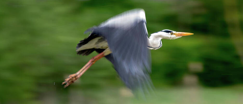 Wild Photograph - Heron Flying Wings Up by Scott Lyons