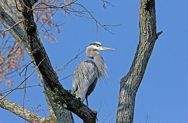 Wall Art featuring the photograph Heron Watch by Gina Fitzhugh