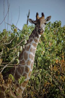 Wildlife Wall Art featuring the photograph Hi There by Robert Grac