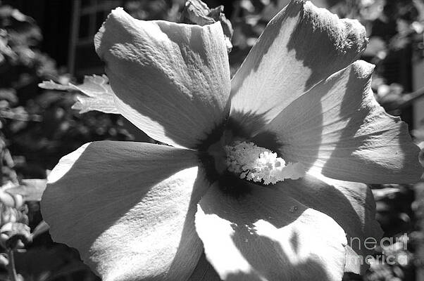 Spring Wall Art featuring the photograph Hibiscus In Bloom by Christopher Lotito