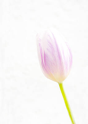 White Photograph - High Key Tulip by Richard Reeve