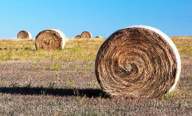 Country Wall Art featuring the photograph High Roller by Nicholas Blackwell